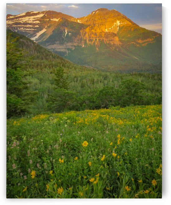 Timp Flowers by Stephen Taylor