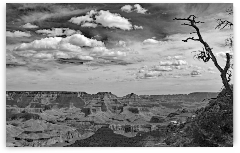 Grand Canyon Picket Print by Stephen Emms