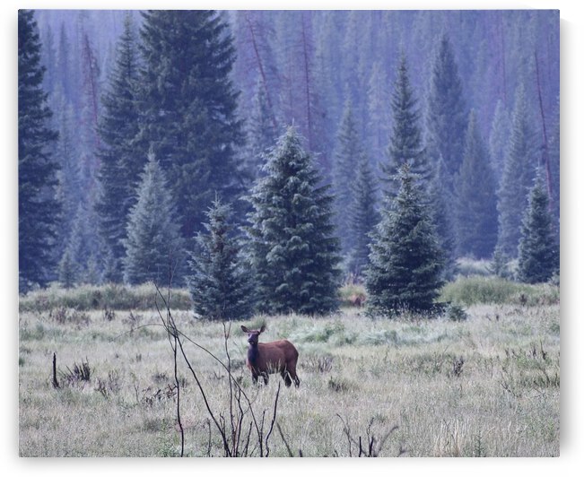 Elk in the mist Rocky Mountain National Park Colorado by Perspectives Photography by Katie Johnson