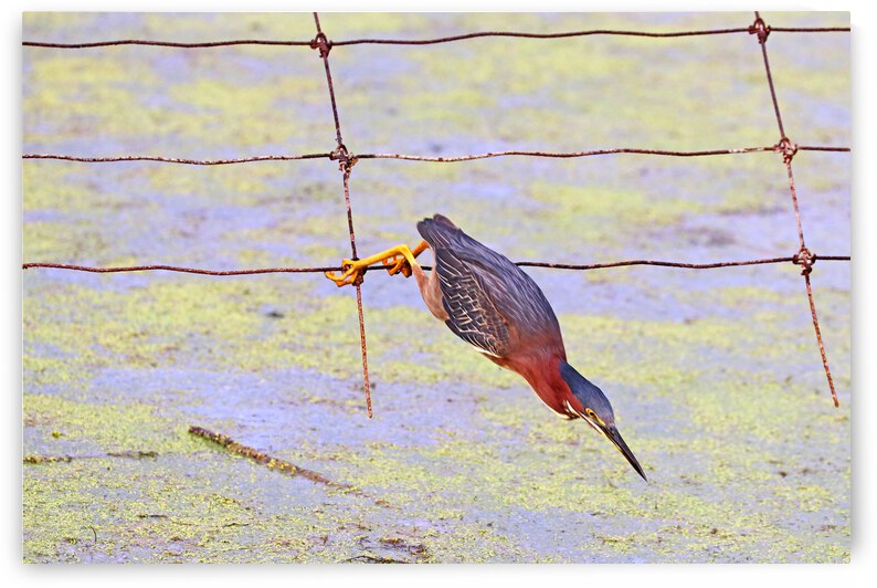 I Spy by Deb Oppermann