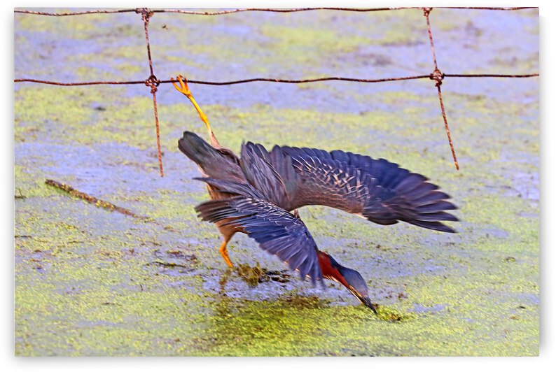 Hanging By The Toes by Deb Oppermann