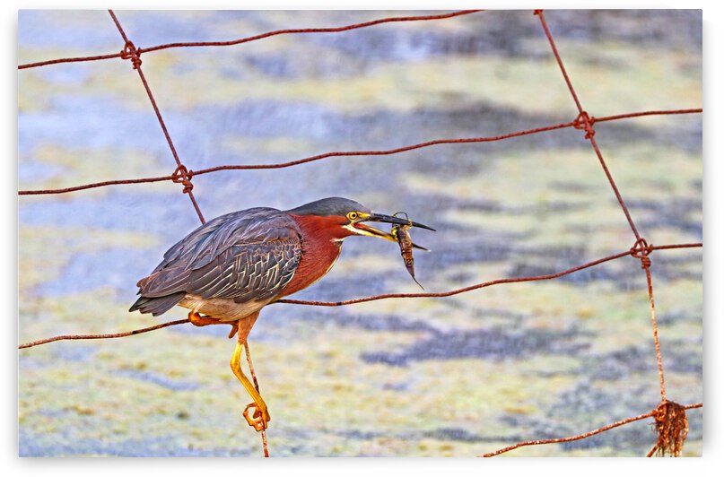 Green Heron Snack by Deb Oppermann