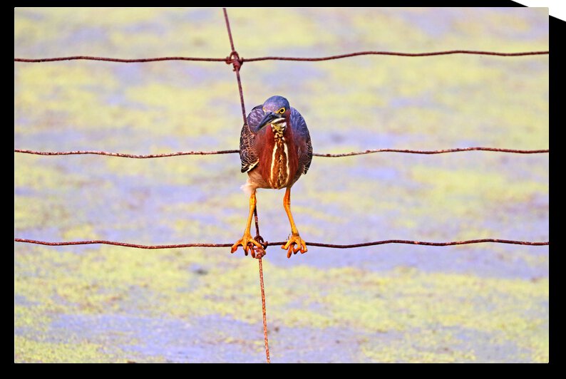Green Heron Look Away by Deb Oppermann