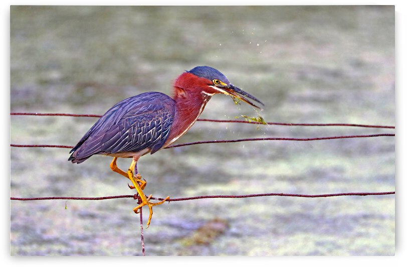 Do Not Like Plants by Deb Oppermann