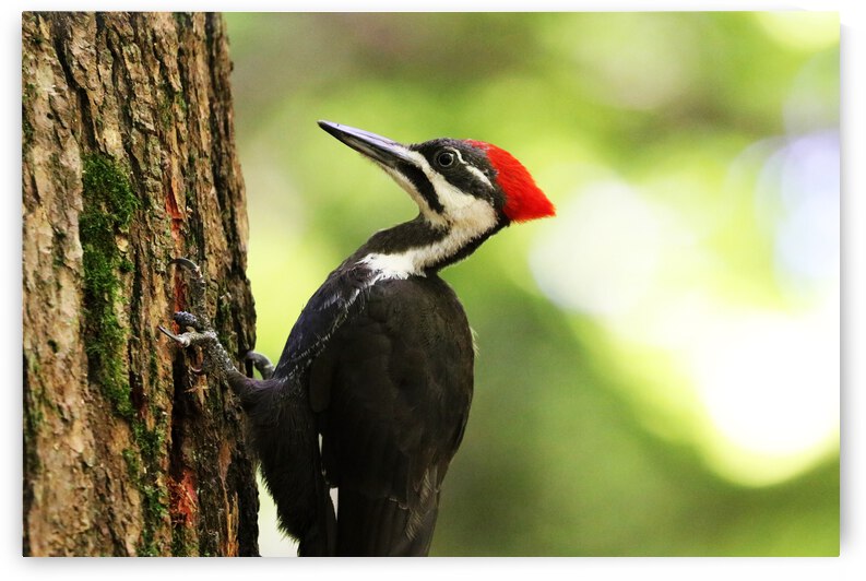 Pileated Woodpecker Close Up by Deb Oppermann