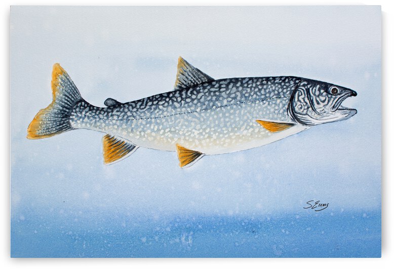 Redfin Lake Trout Painting by Stephen Emms