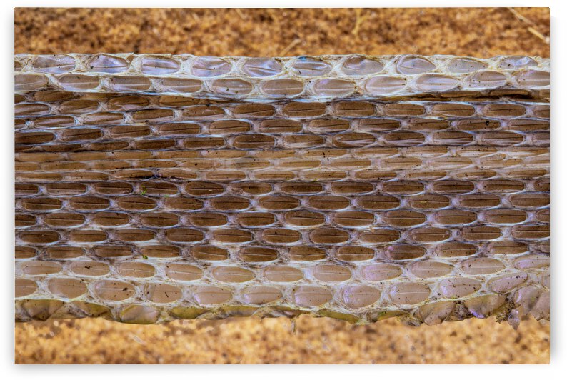 Garter Snake skin shed by Joe Riederer