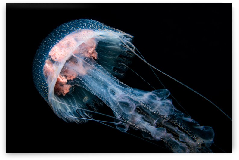 Jellyfish Pelagia Noctiluca - Taken at Gordo Banks near Cobo San Lucas  by Darren Jackson
