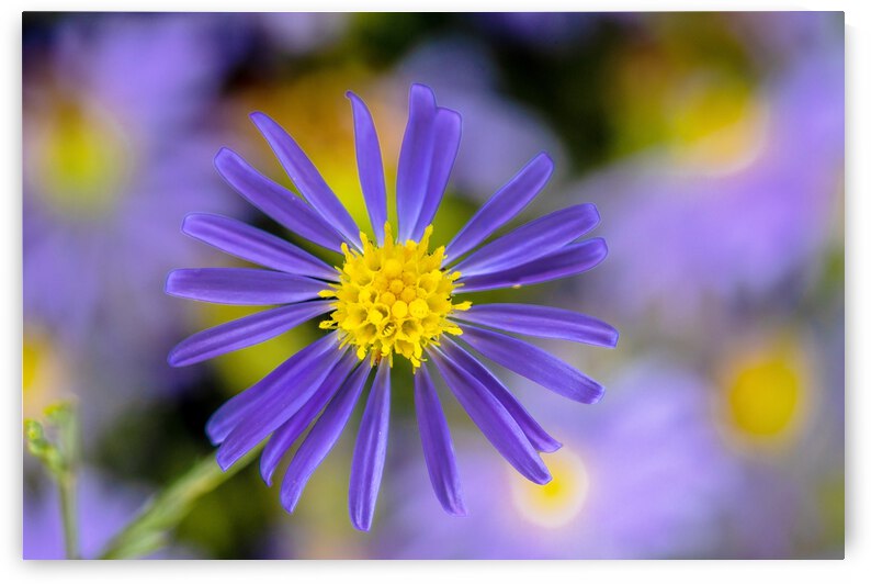 Sky Blue Aster by Joe Riederer