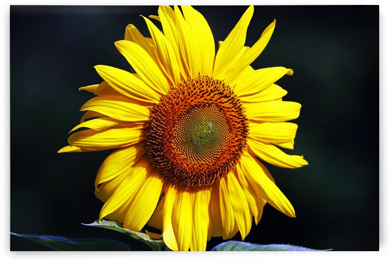 Sunflower by Deb Oppermann