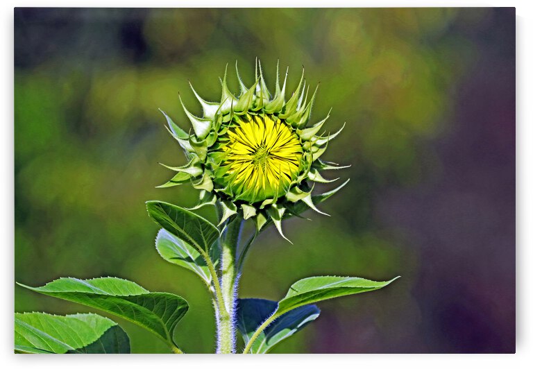 Sunflower Bud by Deb Oppermann