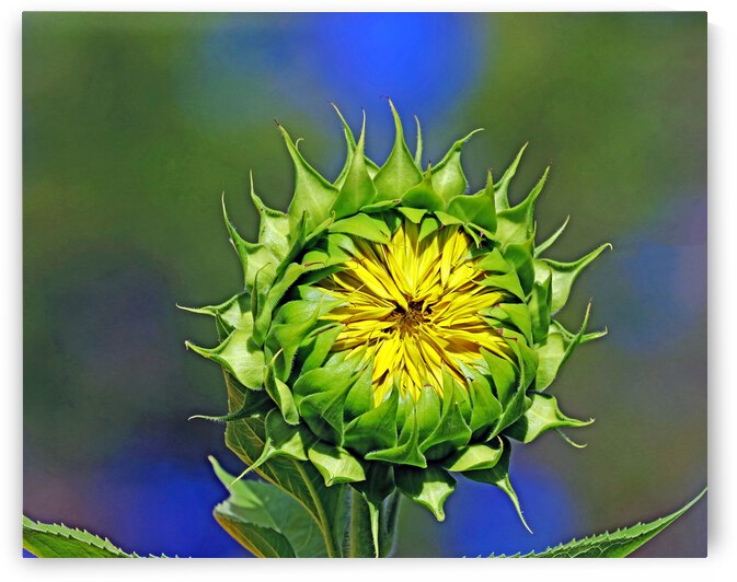 Bursting Sunflower by Deb Oppermann