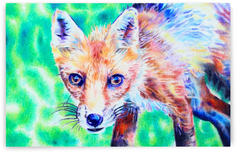 Fox Colored Pencil Drawing by Holly Heath