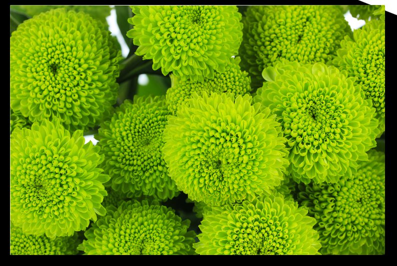 beautiful green chrysanthemum close up by GrapyArt