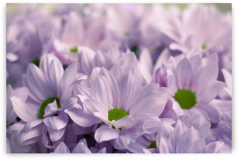 closeup bouquet beautiful light lilac chrysanthemums spring flowers by GrapyArt