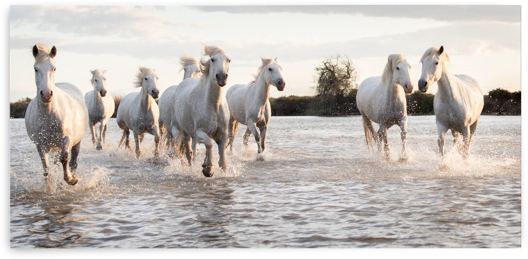white horses are galoping water all sea camargue france Acrilyc Print by GrapyArt