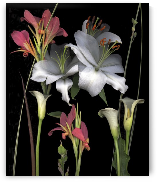 Calla and Madonna Lily by Jane Baron