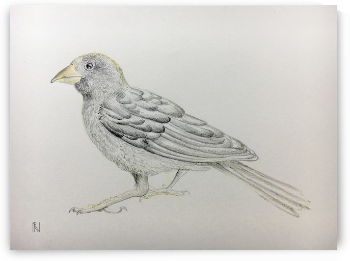 Bird by Aria