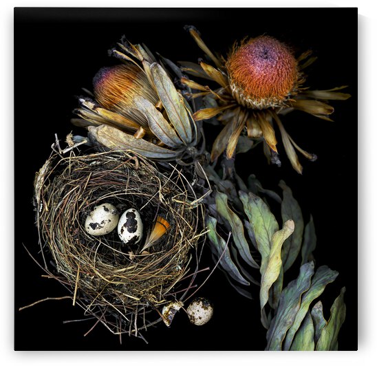 Protea and Birds Nest by Jane Baron