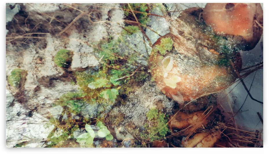 Frimas au jardin by Francyne Plante artiste