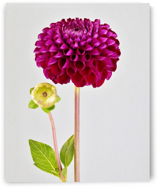 Beautifully Dahlia by Brenda Lawlor