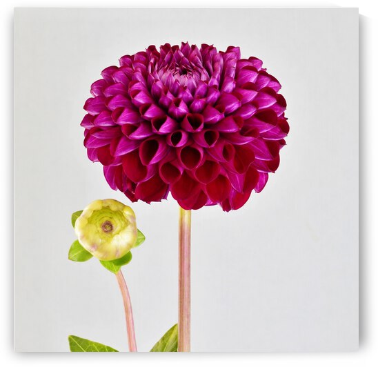 Softly Dahlia by Brenda Lawlor