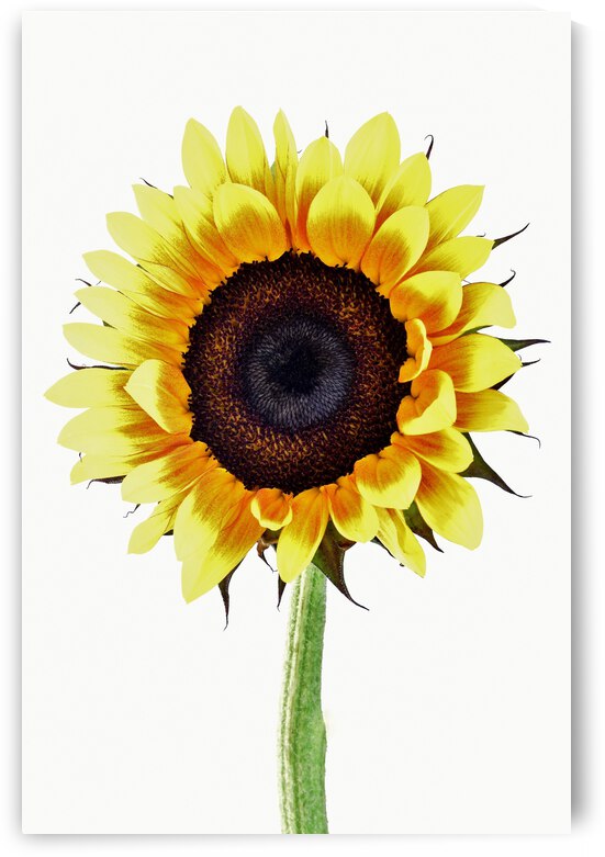 Sunny Sunflower by Brenda Lawlor