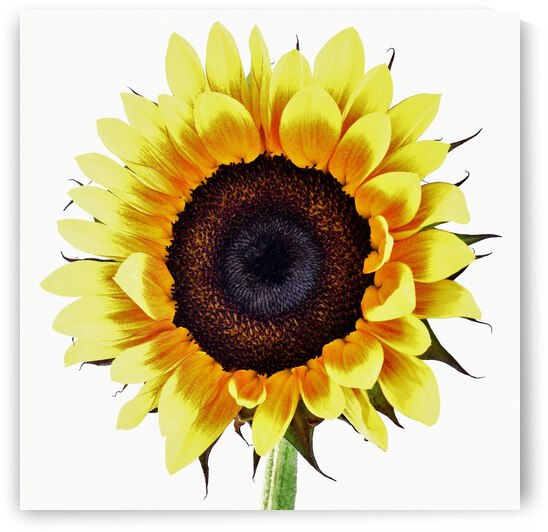 Sunny by Brenda Lawlor