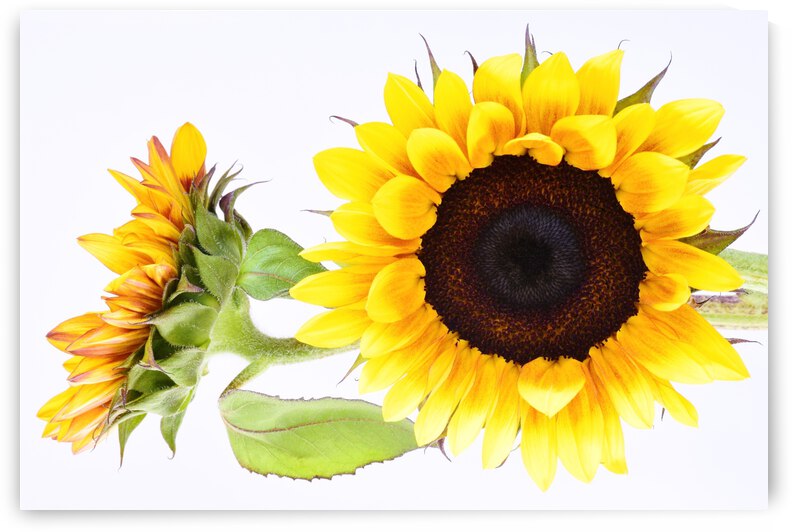 Beautifully Sunflower by Brenda Lawlor