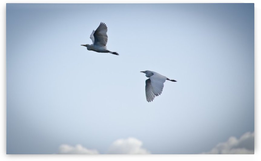 Birds duo by Fabien Dormoy