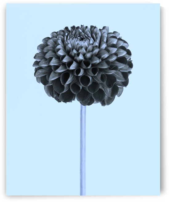 Oh Sweet Dahlia  by Brenda Lawlor