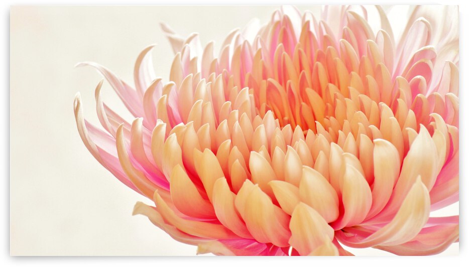 Sweet Blush by Brenda Lawlor