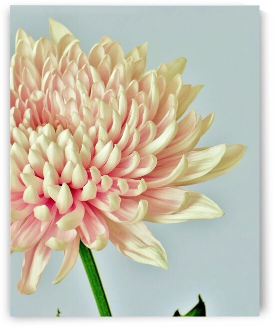 Fresh by Brenda Lawlor