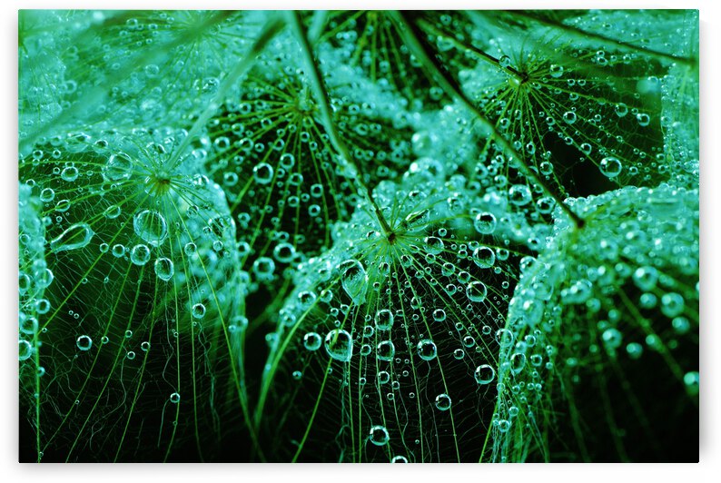 Refresh by Brenda Lawlor