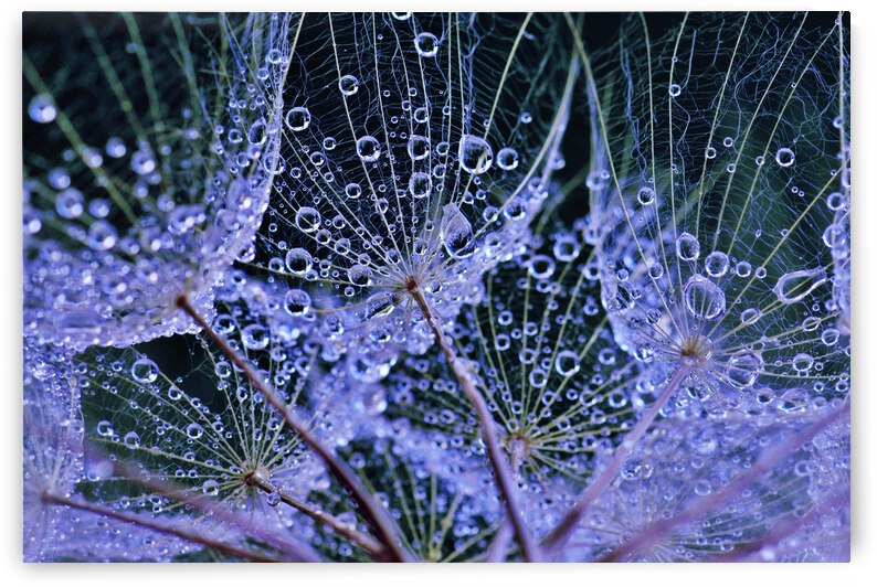 Rainy Day Salsify by Brenda Lawlor