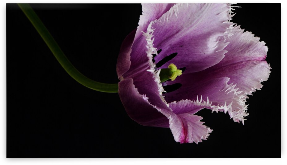 Tulipa by Brenda Lawlor