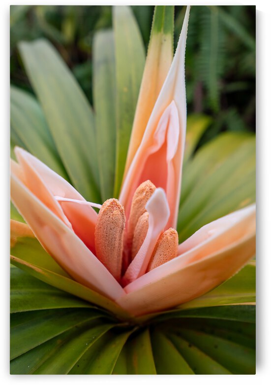 ʻIeʻie by Noah Lang