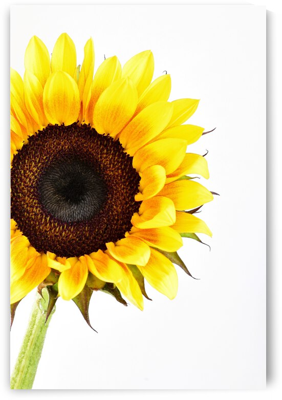 Hello Sunshine  by Brenda Lawlor