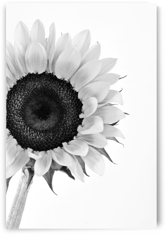 Hello Sunshine 2 by Brenda Lawlor