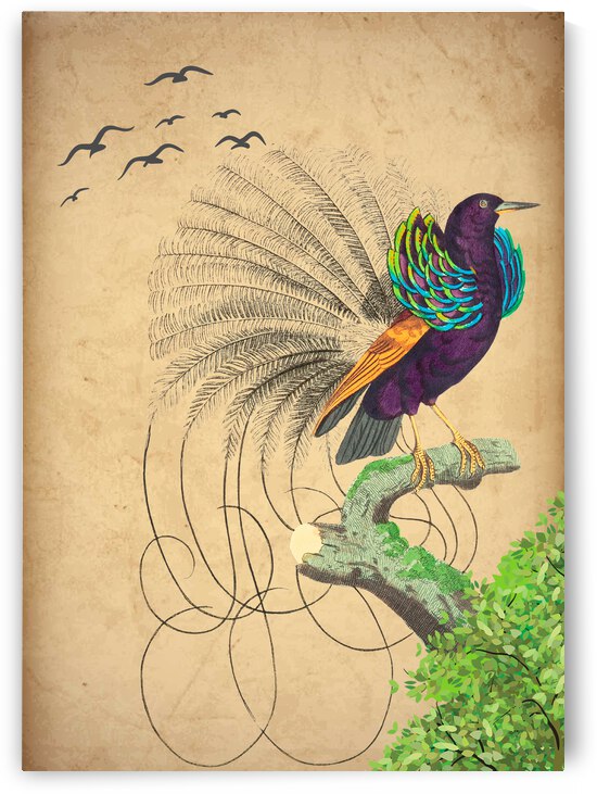 Long Tailed Bird by Ashira Designs