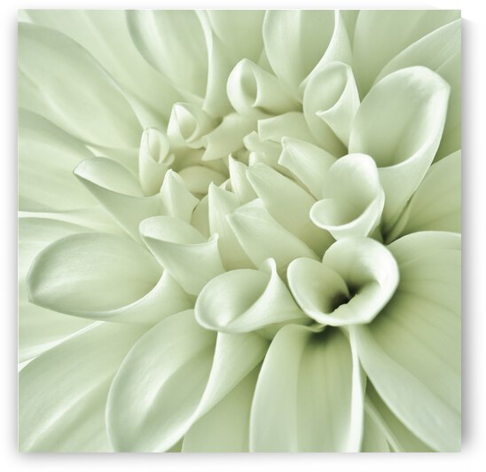 True Love by Brenda Lawlor