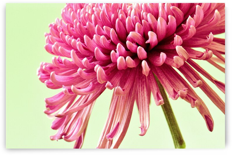 Blushing Chrysanthemum by Brenda Lawlor