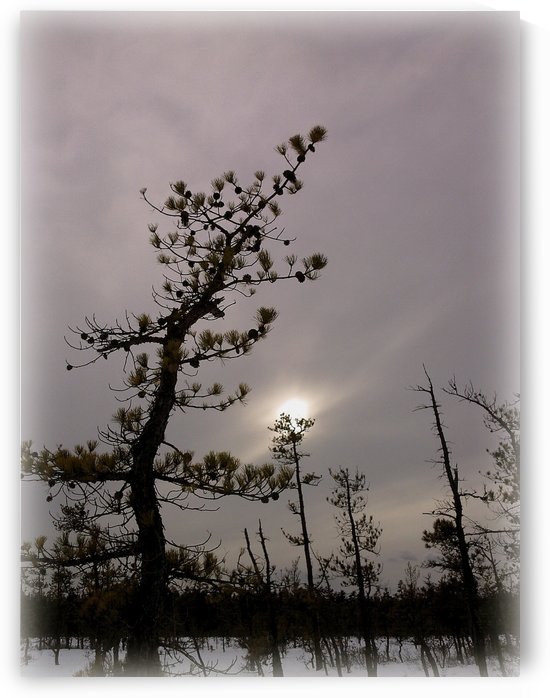 Winter sky by Sue Bonior