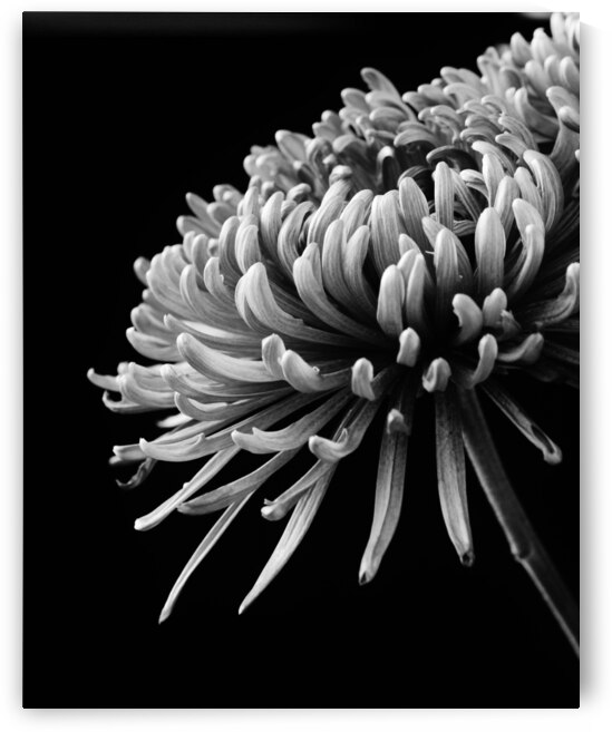 In Full Bloom by Brenda Lawlor