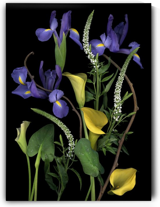 Woodland Callas and Dutch Iris   by Jane Baron