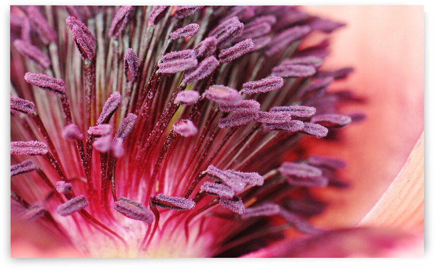 Blushing Poppy by Brenda Lawlor