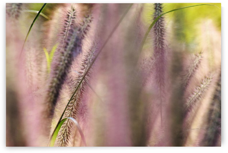 Summer Breeze by Brenda Lawlor