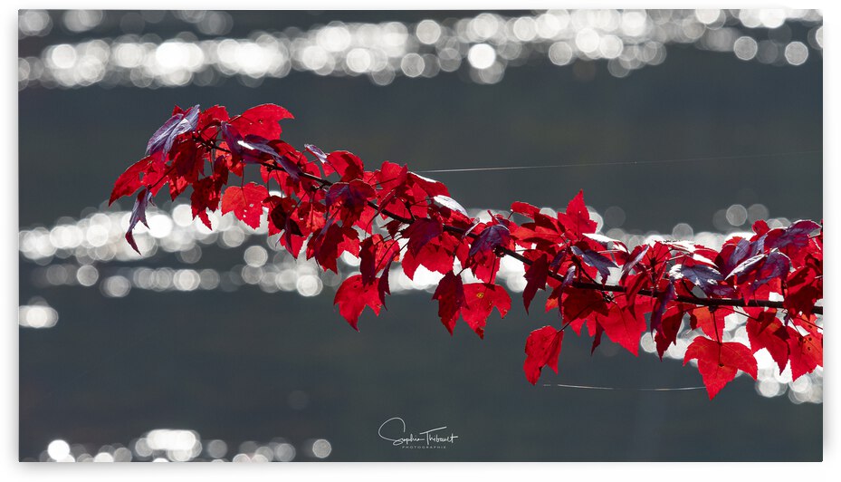 En suspension by Sophie Thibault