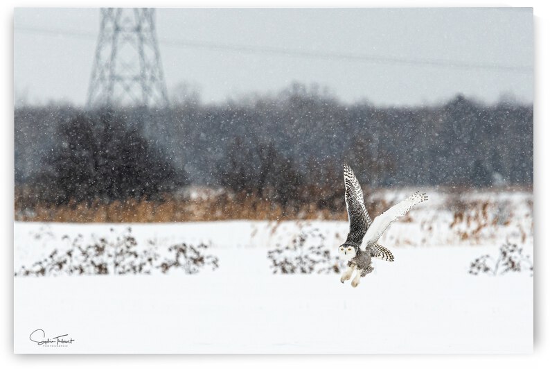 Harfang a   la chasse by Sophie Thibault