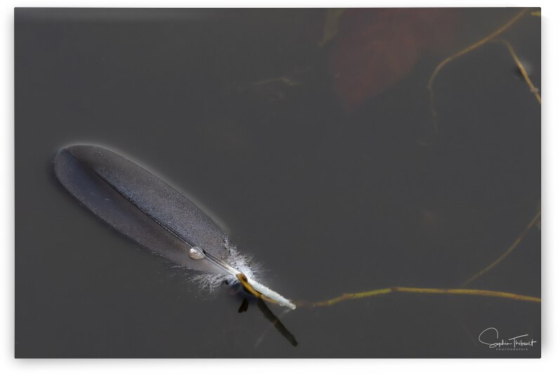 Goutte de plume by Sophie Thibault